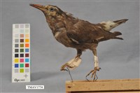 藏品(灰椋鳥)的圖片